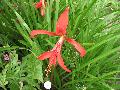 Aztec Lily, Jacobean Lily / Sprekelia formosissima